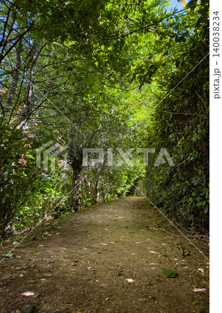 Lush Tree Tunnel and Dirt Path at Passadicos do Rio Uima in Portugal 140038234
