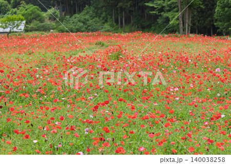 ポピーの花畑 群馬県高山村 ポピーの花畑 群馬県高山村 140038258