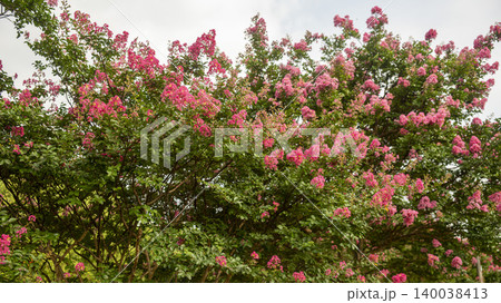 crape myrtle crape myrtle 140038413