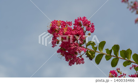 crape myrtle crape myrtle 140038466
