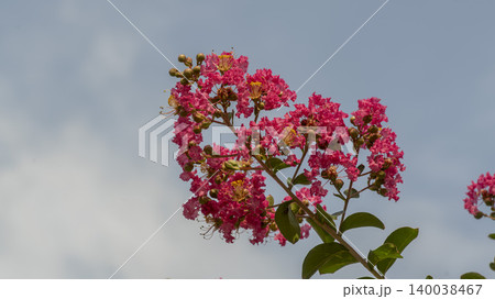 crape myrtle crape myrtle 140038467