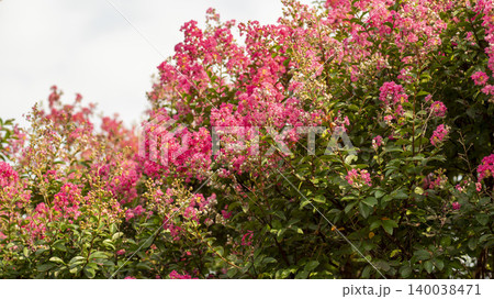 crape myrtle crape myrtle 140038471