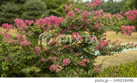 crape myrtle crape myrtle 140038496