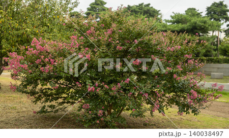 crape myrtle crape myrtle 140038497