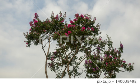 crape myrtle 140038498