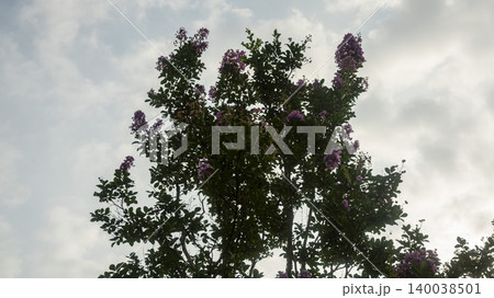 crape myrtle crape myrtle 140038501