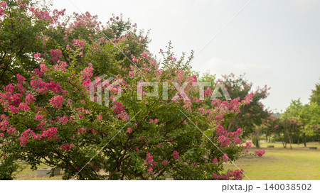 crape myrtle 140038502