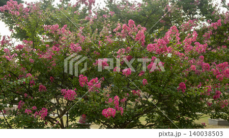crape myrtle crape myrtle 140038503