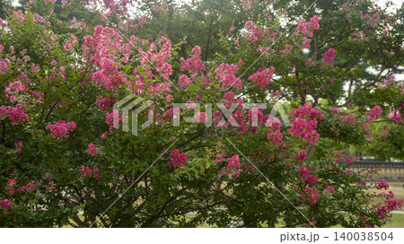 crape myrtle crape myrtle 140038504