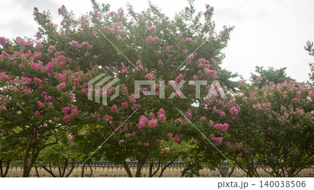 crape myrtle crape myrtle 140038506