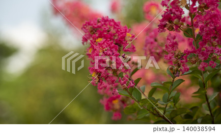 crape myrtle crape myrtle 140038594