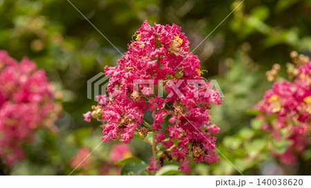 crape myrtle crape myrtle 140038620