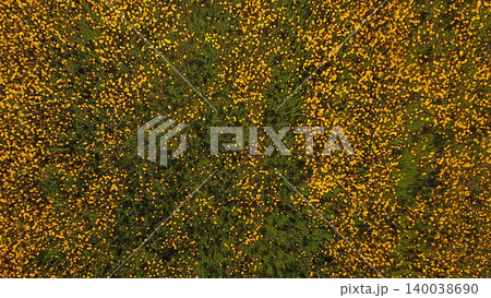 Yellow daisies field 140038690