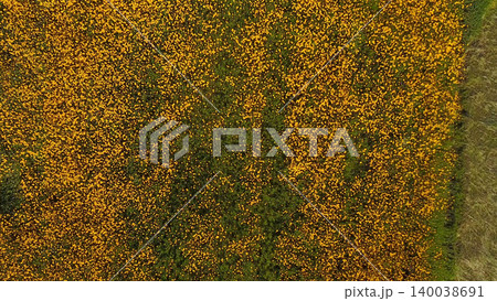 Yellow daisies field 140038691
