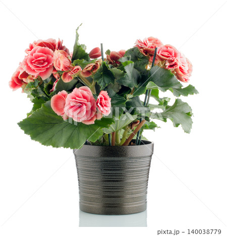 Pink begonia plant Pink begonia plant 140038779