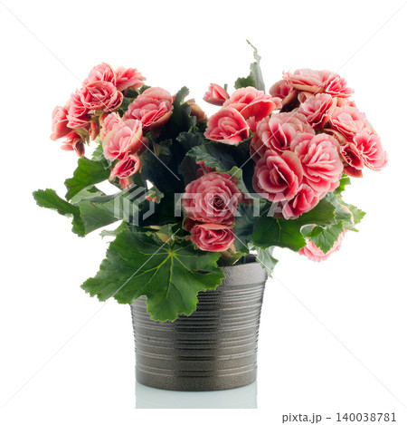 Pink begonia plant 140038781