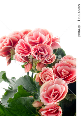 Pink begonia flowers Pink begonia flowers 140038809