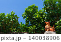 青空と鮮やかな緑の葉に囲まれて屋根に鎮座する沖縄のシーサー 140038906