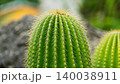 鋭いトゲを持つサボテンのクローズアップ 140038911