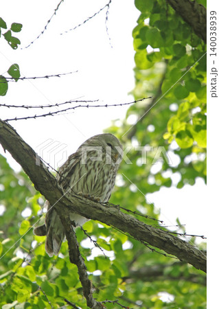 エゾフクロウ　フクロウ　クンネレクカムイ　イソサンケカムイ　北海道の野鳥 140038939