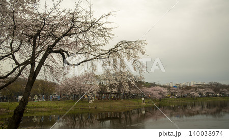 cherry blossom 140038974