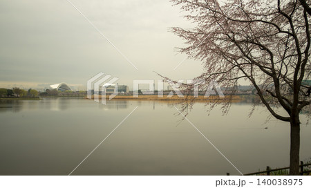 cherry blossom 140038975