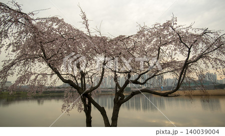 cherry blossom 140039004