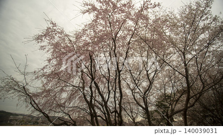 cherry blossom cherry blossom 140039031