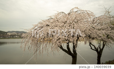 cherry blossom cherry blossom 140039039