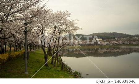 cherry blossom cherry blossom 140039040