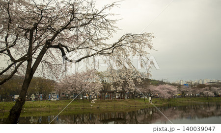 cherry blossom 140039047