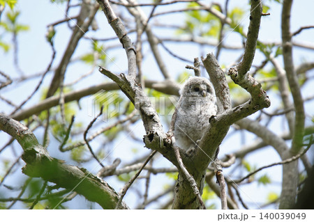 巣穴から外の世界に出たエゾフクロウの幼鳥　エゾフクロウ　モフモフ　綿毛　北海道の野鳥 140039049