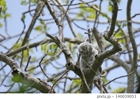 巣穴から外の世界に出たエゾフクロウの幼鳥 エゾフクロウ モフモフ 綿毛 北海道の野鳥 巣穴から外の世界に出たエゾフクロウの幼鳥 エゾフクロウ モフモフ 綿毛 北海道の野鳥 140039051