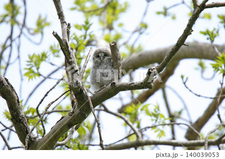巣穴から外の世界に出たエゾフクロウの幼鳥 エゾフクロウ モフモフ 綿毛 北海道の野鳥 巣穴から外の世界に出たエゾフクロウの幼鳥 エゾフクロウ モフモフ 綿毛 北海道の野鳥 140039053