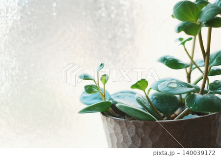 観葉植物の葉と水滴のクローズアップ ナチュラルな背景素材 観葉植物の葉と水滴のクローズアップ ナチュラルな背景素材 140039172