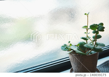 窓辺の観葉植物と型板ガラス 暮らしのナチュラルインテリア背景素材 窓辺の観葉植物と型板ガラス 暮らしのナチュラルインテリア背景素材 140039173