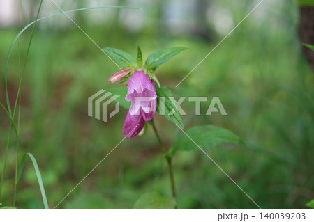 紫色の斑点があるホタルブクロの花 5月稲城589ホタルブクロ・キキョウ科・平尾 紫色の斑点があるホタルブクロの花 5月稲城589ホタルブクロ・キキョウ科・平尾 140039203