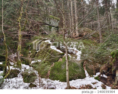 Intricate forest floor features illustrating ecological processes and natural decay patterns Intricate forest floor features illustrating ecological processes and natural decay patterns 140039364