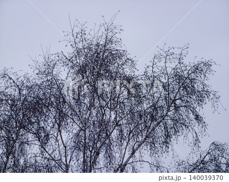 Minimalist arrangement of natural wooden twigs. Serene scene of bare branches against muted overcast sky Minimalist arrangement of natural wooden twigs. Serene scene of bare branches against muted overcast sky 140039370