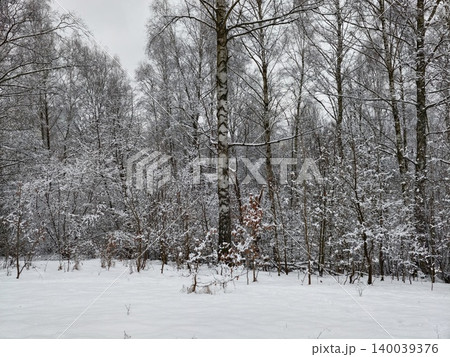 Snowy birch forest with quiet ambiance. Wintertime scene with snowladen trees and muted atmospheric light Snowy birch forest with quiet ambiance. Wintertime scene with snowladen trees and muted atmospheric light 140039376