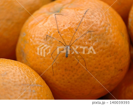 Playful scene with small harvestman perched on vibrant mandarins surrounded by packed citrus collection Playful scene with small harvestman perched on vibrant mandarins surrounded by packed citrus collection 140039393