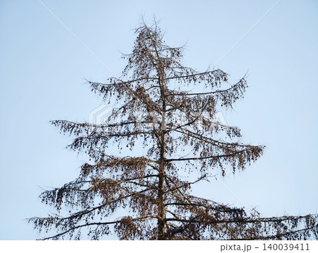 Solitary pine with sparse foliage shaded against pale sky demonstrates quiet seasonal change Solitary pine with sparse foliage shaded against pale sky demonstrates quiet seasonal change 140039411