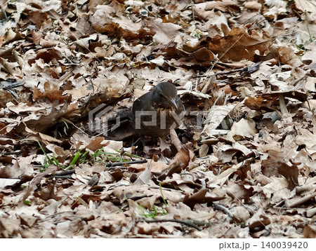 Bird hunts leaves. Little avian forager pecks at earth among leaf litter in subdued autumn daylight 140039420