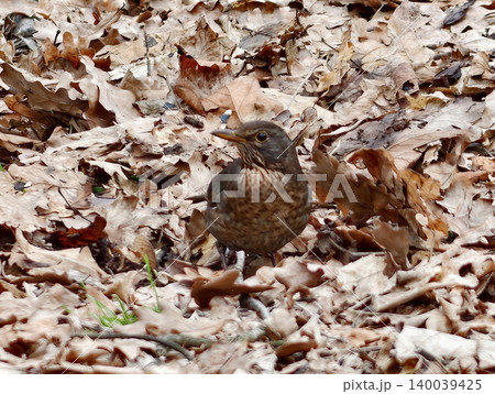 Thrush depicted in dry foliage. Intricate illustration of thrush amidst withered fallen leaves 140039425