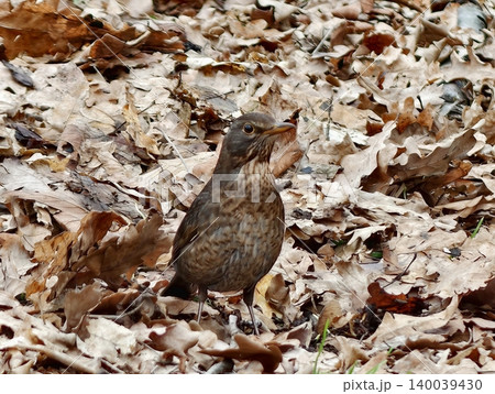 Female bird hunting insects in foliage. Songbird foraging among fallen leaves in gentle sunlight on ground 140039430