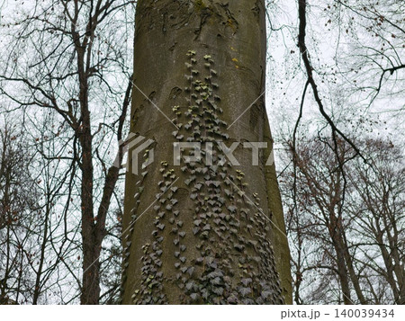 Detailed view of beech tree bark fungi. Close examination of beech trunk with fungi and lichen 140039434