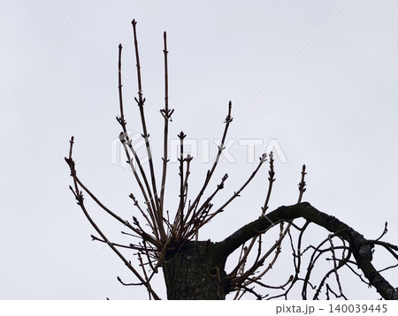 Seasonal tree showing signs of rebirth. Resilient tree displaying fresh growth after pruning 140039445