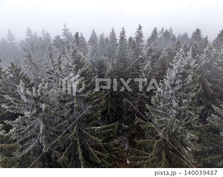 Dense fog envelops snowy evergreen trees. Chilly fog drapes over frostcovered pine forest in silence Dense fog envelops snowy evergreen trees. Chilly fog drapes over frostcovered pine forest in silence 140039487