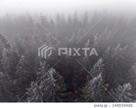 Mysterious forest shadows. Enigmatic forest scene illuminated by sparse light and concealed routes Mysterious forest shadows. Enigmatic forest scene illuminated by sparse light and concealed routes 140039488