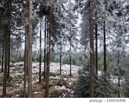 Serene winter landscape. Snowdusted pine forest clearings. Peaceful glade with icy covered stones and lichens Serene winter landscape. Snowdusted pine forest clearings. Peaceful glade with icy covered stones and lichens 140039496